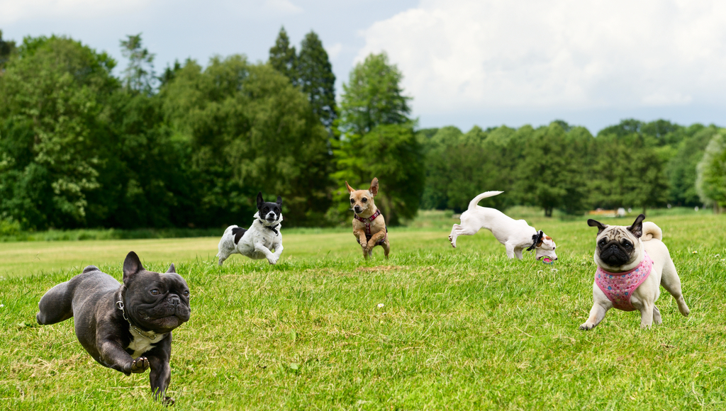 Keeping Your Dog Safe at the Dog Park